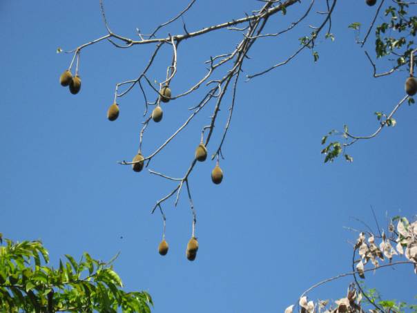 Baobab Fruits