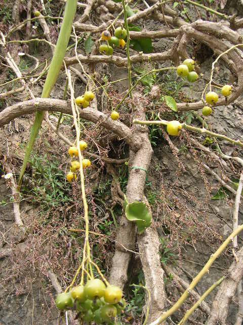 aculeata fruits