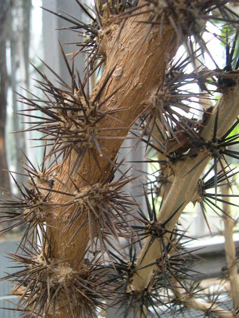 pereskia spines
