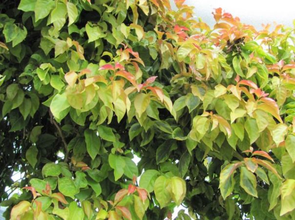 aculeata var godseffiana