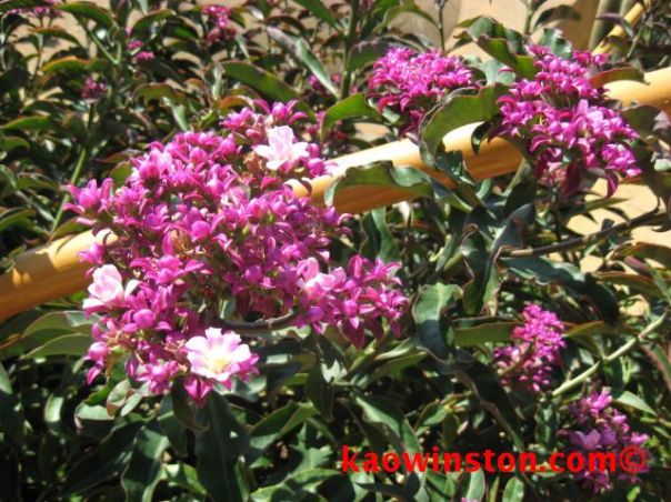 grandifolia var violacea