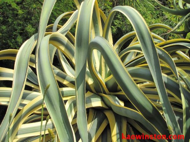 Agave americana