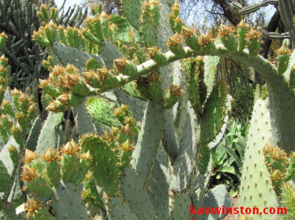 Opuntia linguiformis