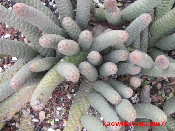 Tephrocactus articulatus