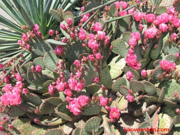 Opuntia