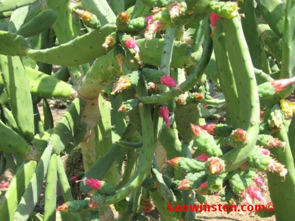 Opuntia