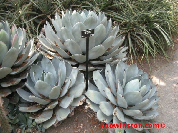 Agave truncata