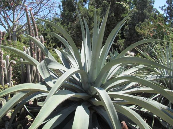 agave