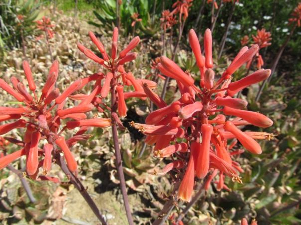 aloe communata