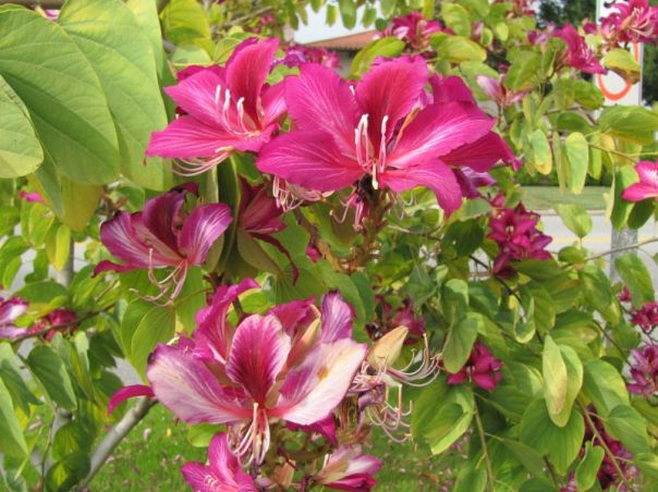 Bauhinia