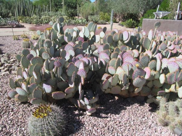OPUNTIA santa rita