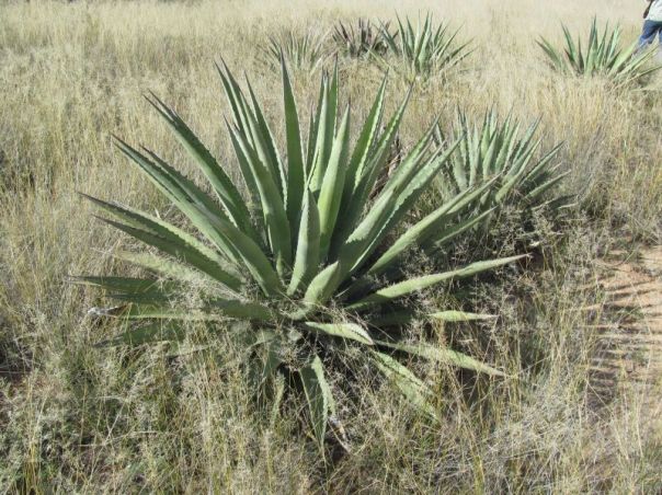 Agave Palmeri 2