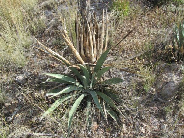 Agave Palmeri 4