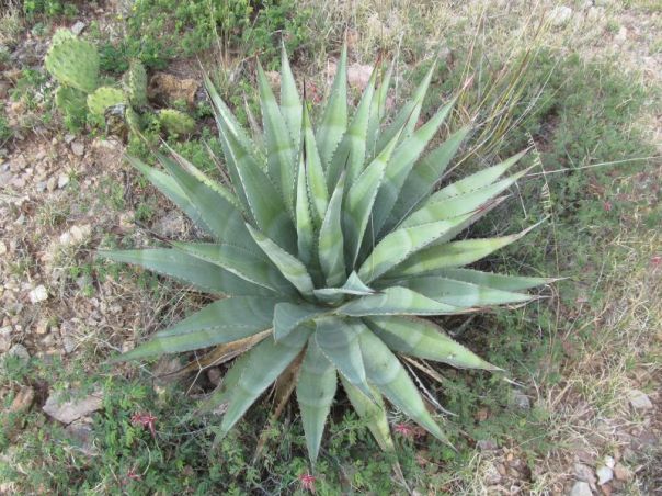 Agave Palmeri 6