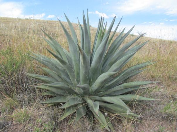 Agave Palmeri 9