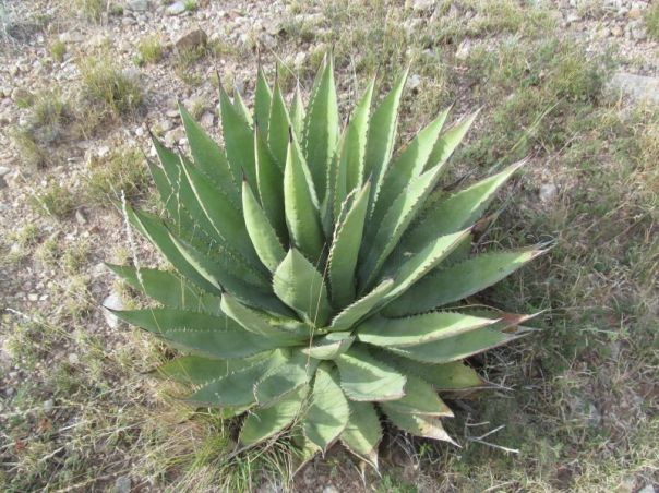 Agave Palmeri 7