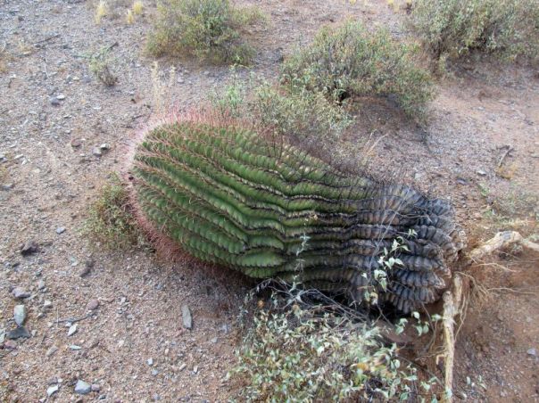 Peppersauce Canyon, Arizona