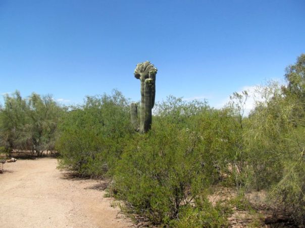 Desert Garden, Arizona